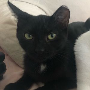 Meet your Posher, Enchi